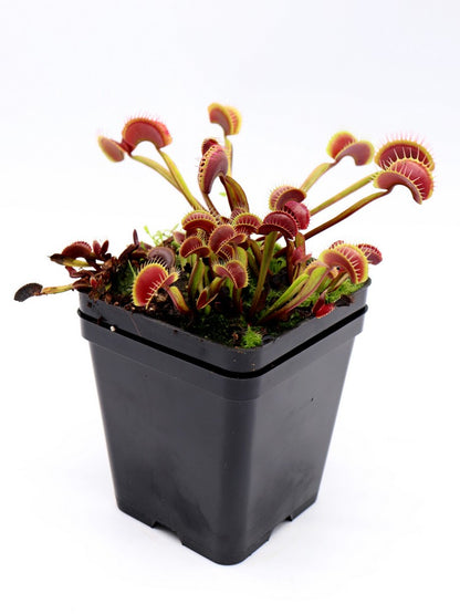 Dionaea muscipula "Royal red"  FTS