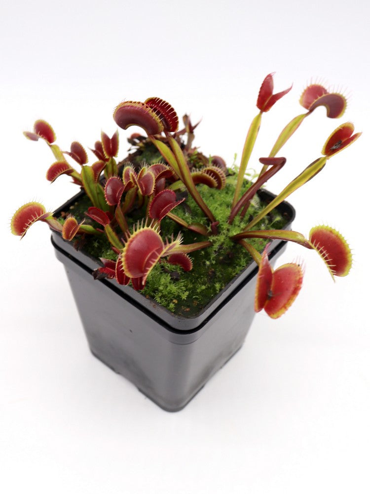 Dionaea muscipula "Royal red"  FTS