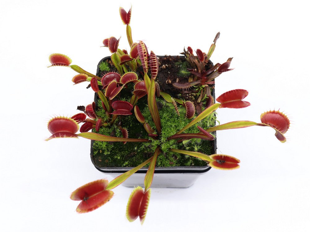 Dionaea muscipula "Royal red" FTS