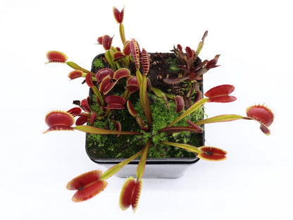 Dionaea muscipula "Royal red"  FTS