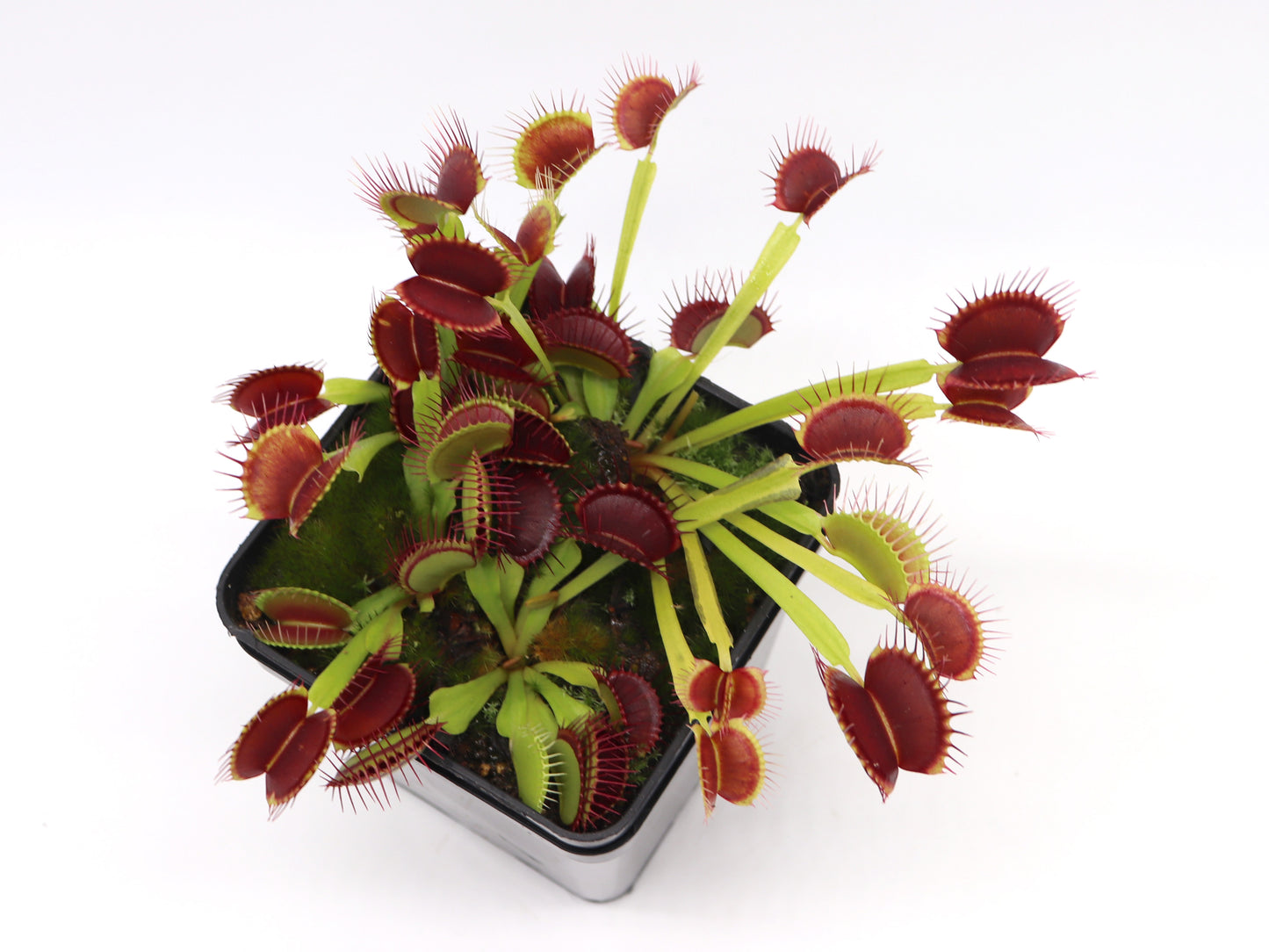 Dionaea muscipula "G14"