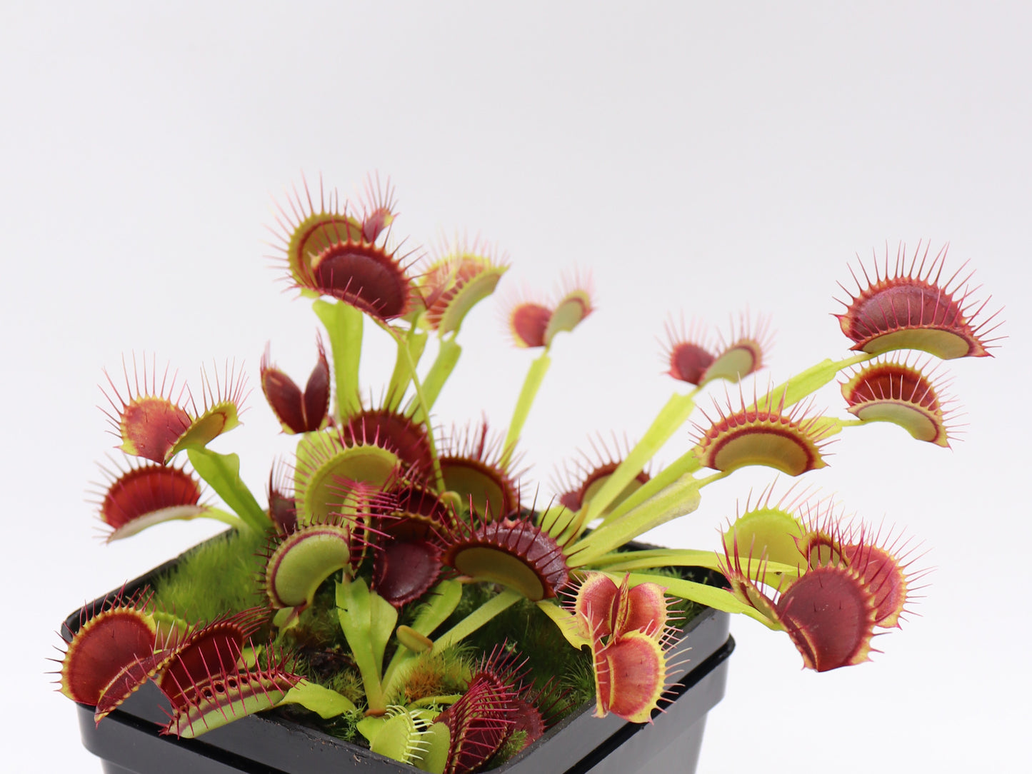 Dionaea muscipula "G14"