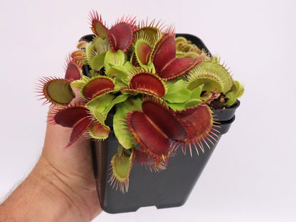 Dionaea muscipula "GC Curled"