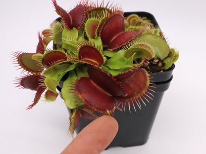 Dionaea muscipula "GC Curled"