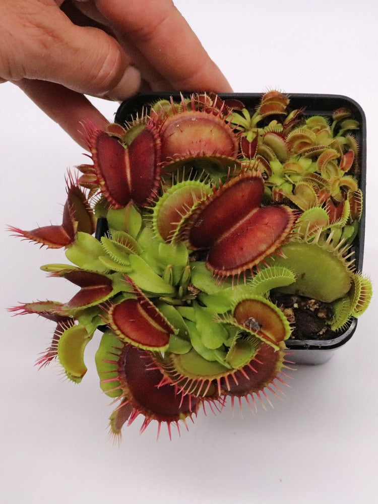 Dionaea muscipula "GC Curled"