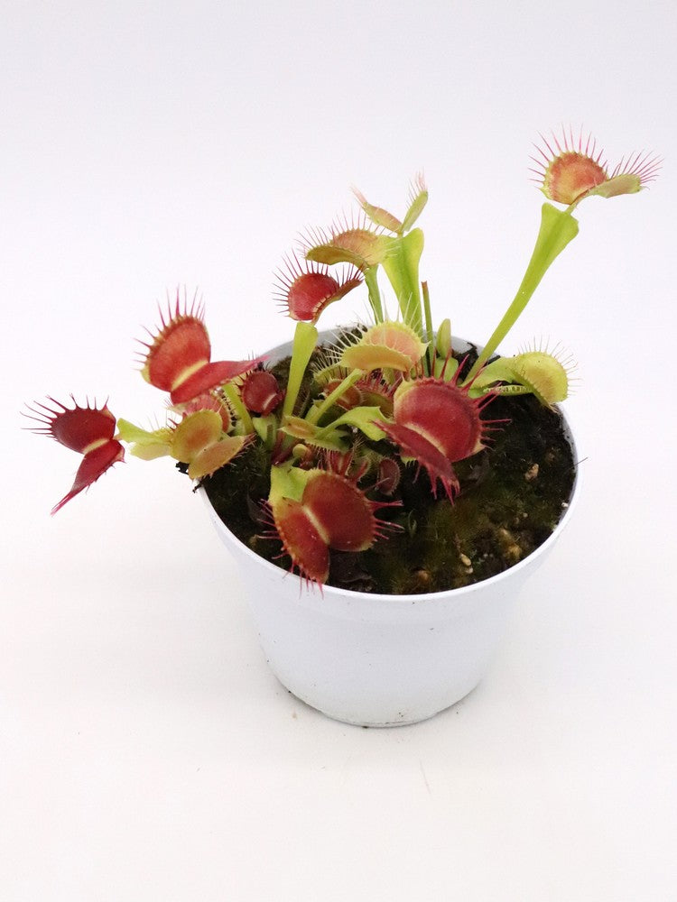 Dionaea muscipula "GC Flying monkey"