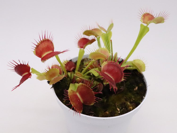 Dionaea muscipula "GC Flying monkey"