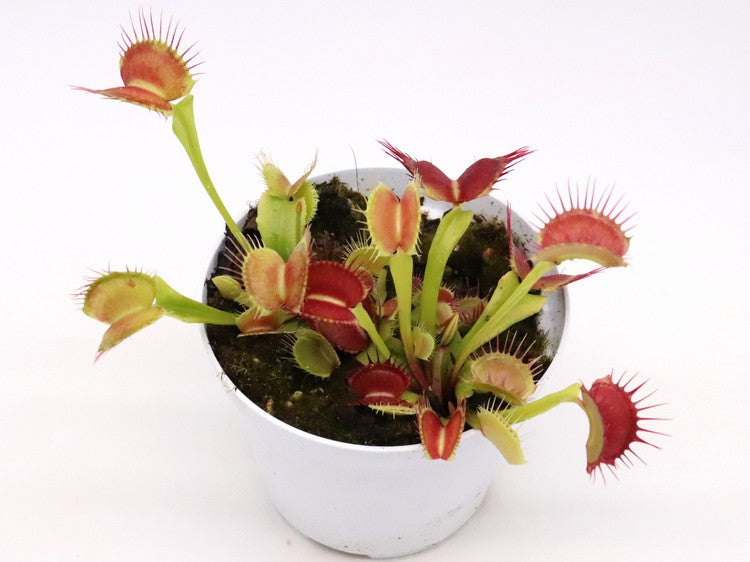 Dionaea muscipula "GC Flying monkey"