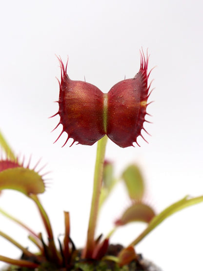 Dionaea muscipula "GC Red Vertical"