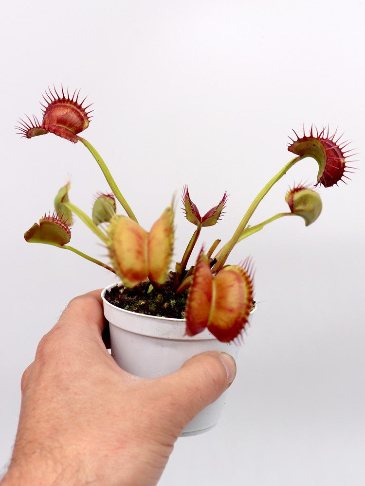 Dionaea muscipula "GC Red Vertical"