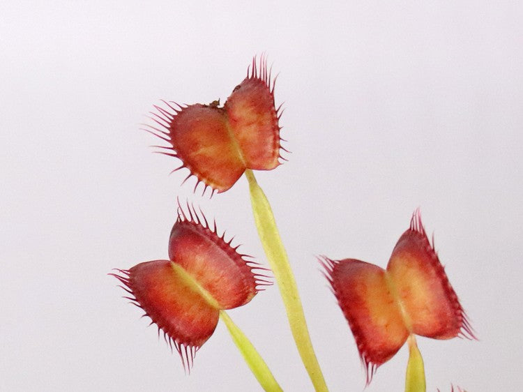 Dionaea muscipula "GC Red Vertical"