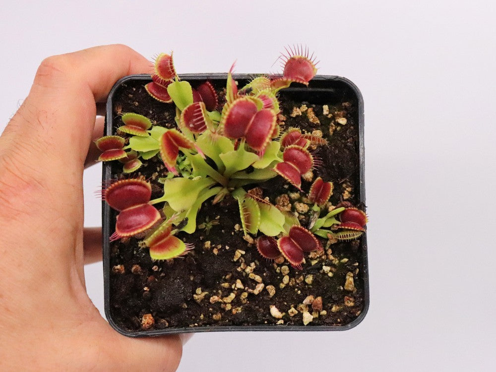 Dionaea muscipula "GC Suspiria"