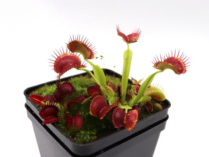 Dionaea muscipula "GC Suspiria"