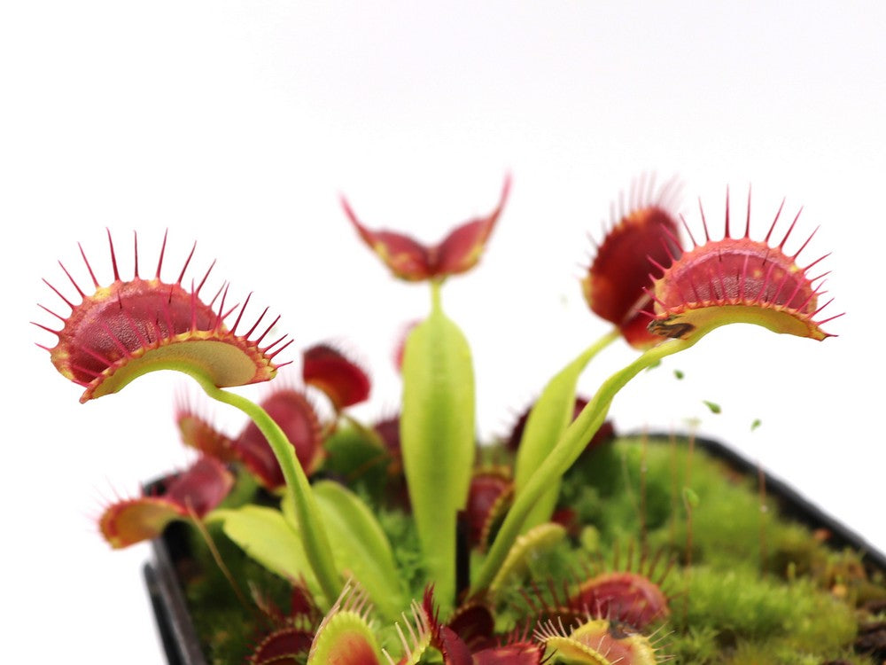 Dionaea muscipula "GC Suspiria"