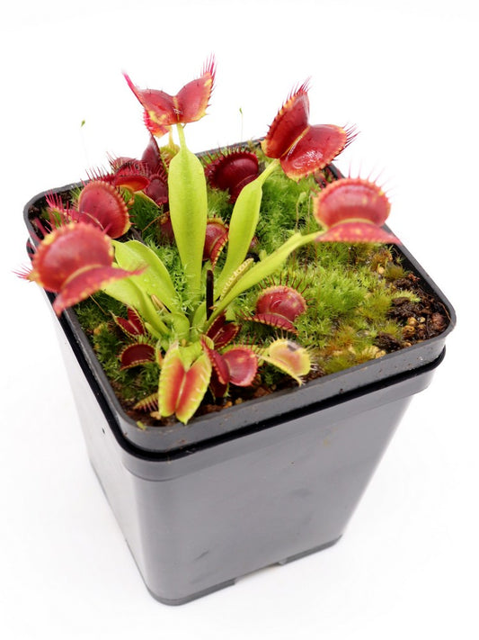 Dionaea muscipula "GC Suspiria"