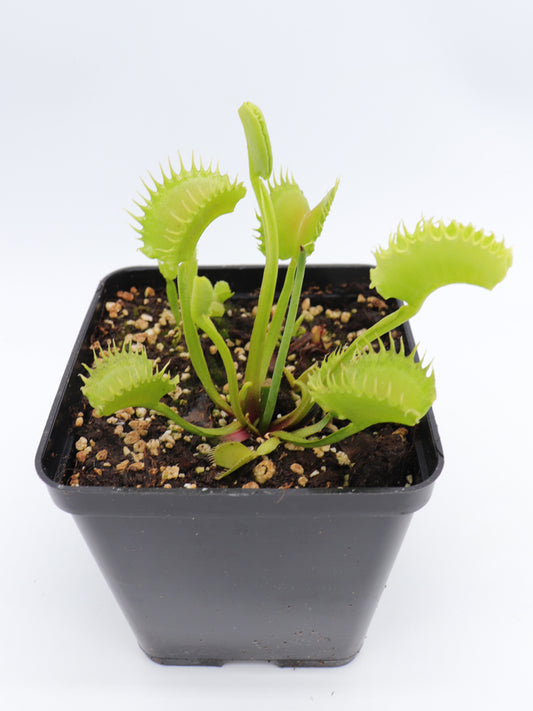 Dionaea muscipula "Diabolic Horn"