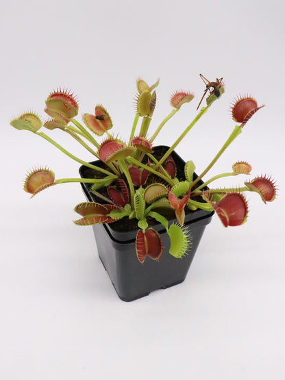 Dionaea muscipula "Giant peach"