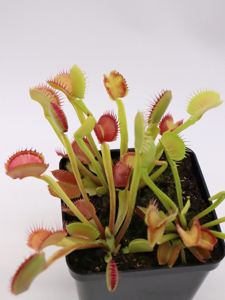 Dionaea muscipula "Giant peach"