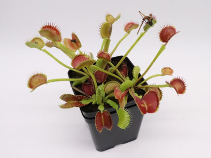 Dionaea muscipula "Giant peach"