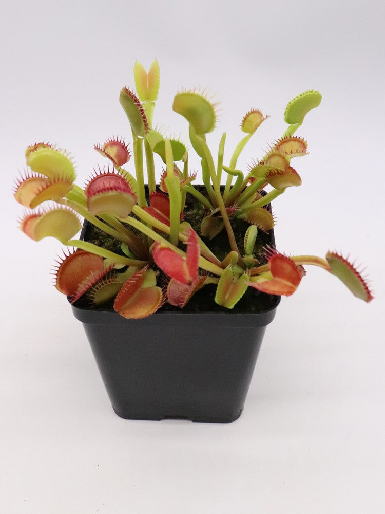 Dionaea muscipula "Giant peach"