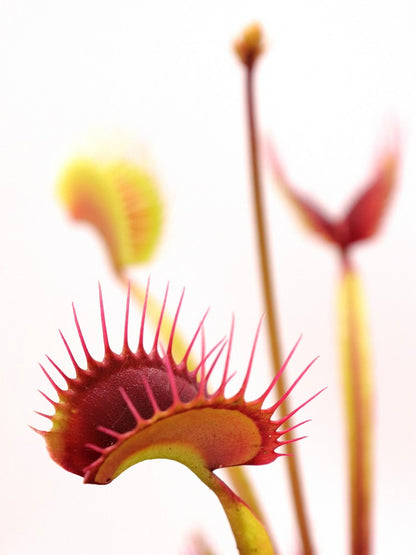 Dionaea muscipula 'Ginormous'