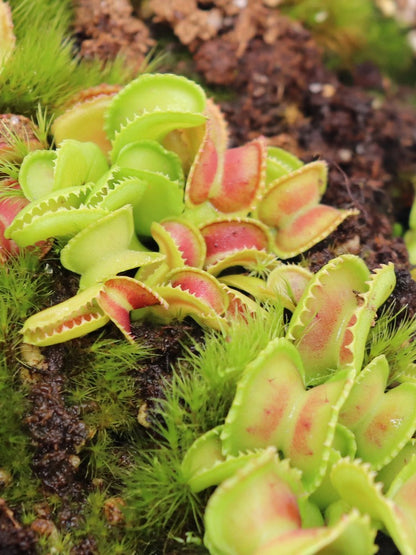 Dionaea muscipula "Giant cudo"