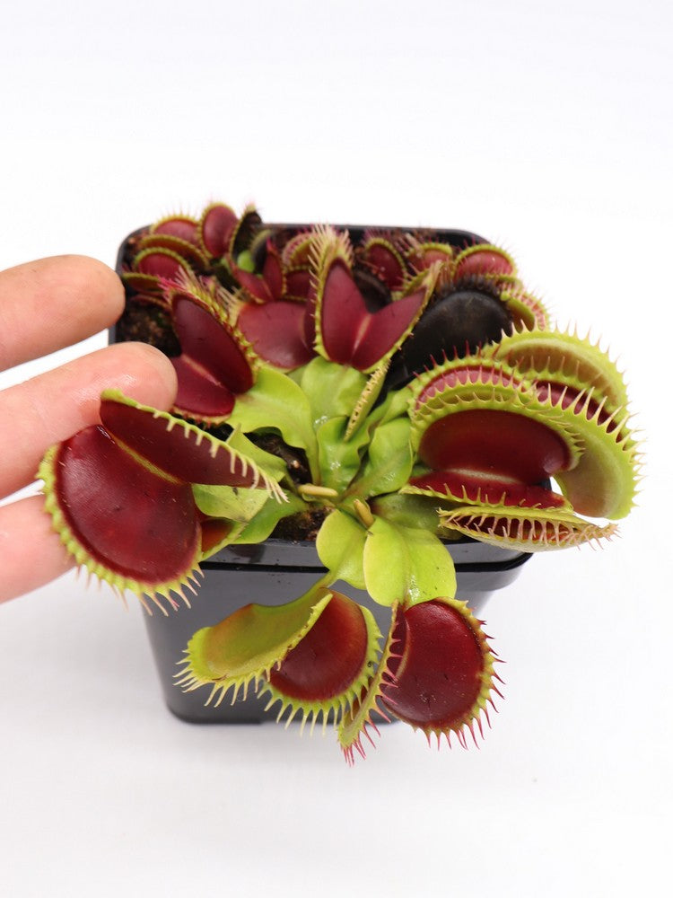 Dionaea muscipula "GJ Giant Form"