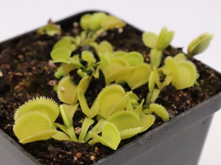 Dionaea muscipula "Green sawtooth"