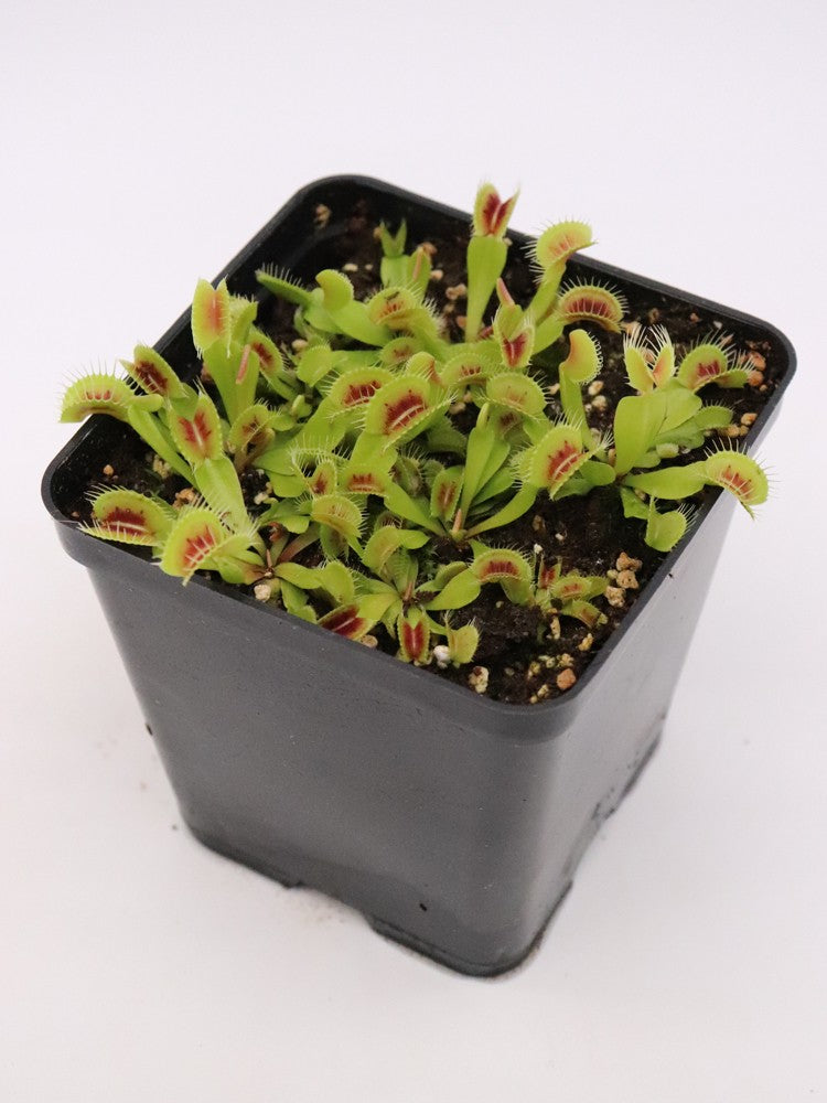 Dionaea muscipula "H25 BCP"