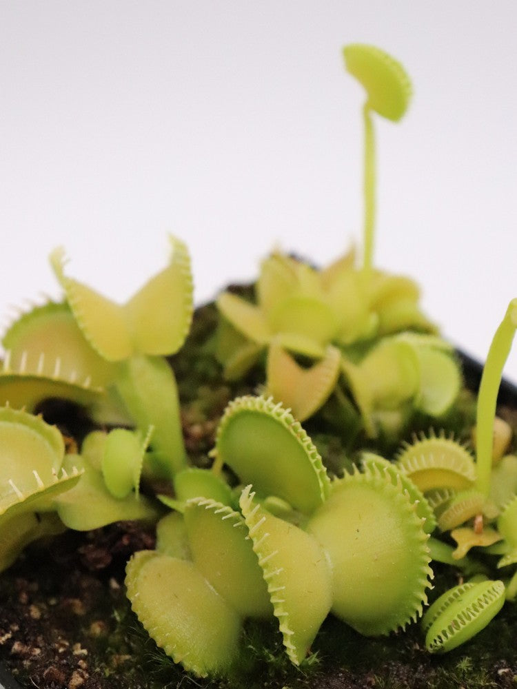 Dionaea muscipula "CK Harmony"