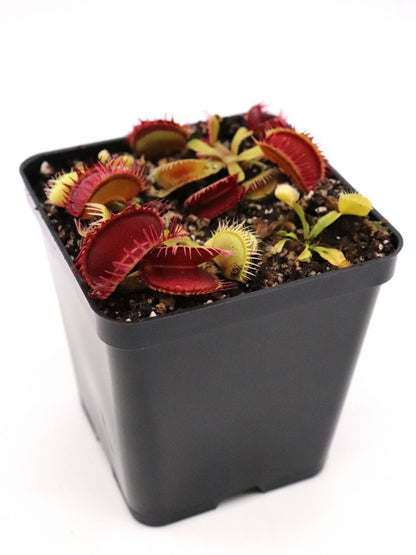 Dionaea muscipula 'Louchapates'