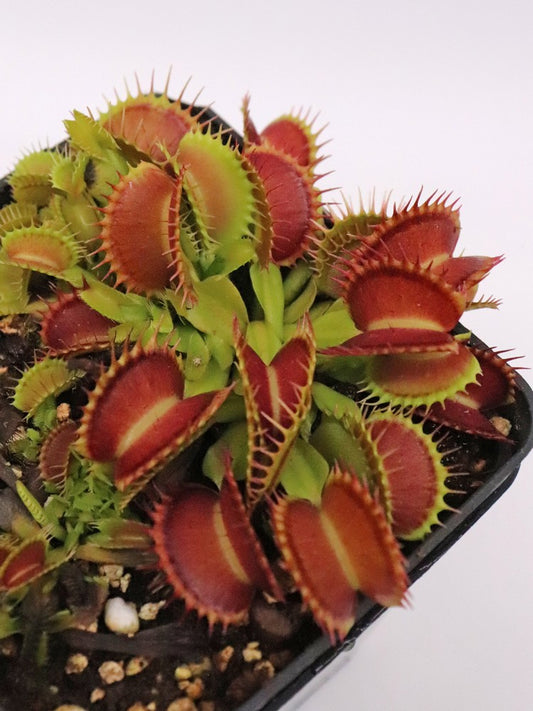 Dionaea muscipula „Marduk“