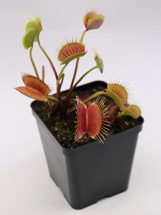 Dionaea muscipula 'Miss pimbeche'