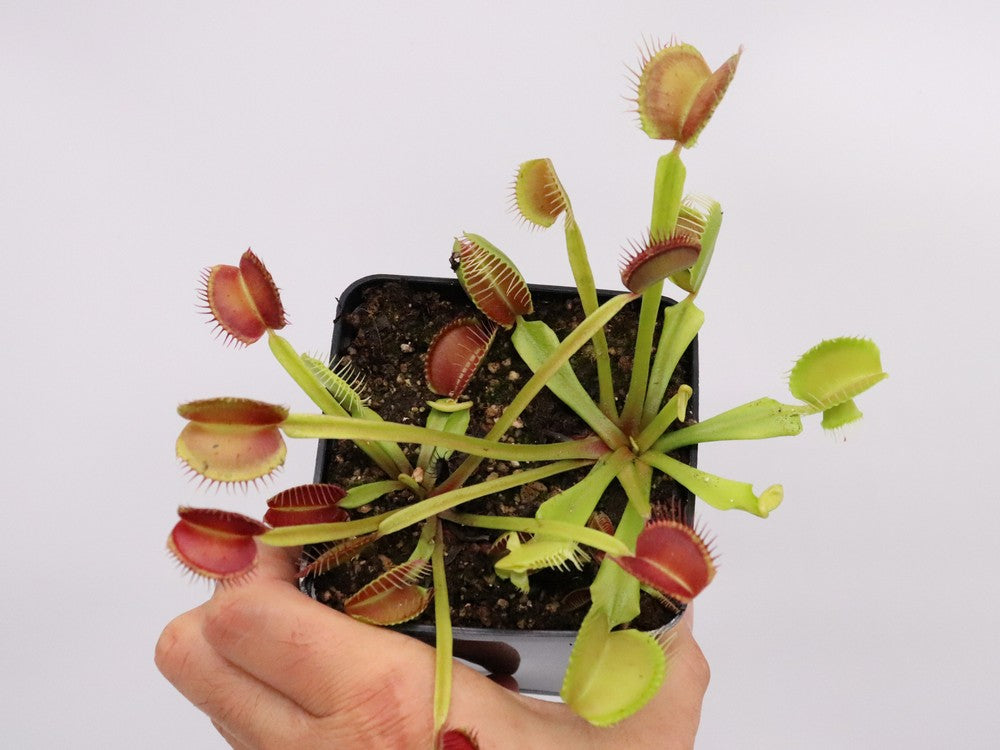 Dionaea muscipula "Nightmare"
