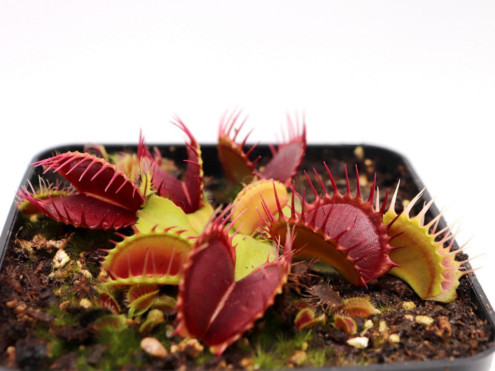 Dionaea muscipula "Pet teeth"