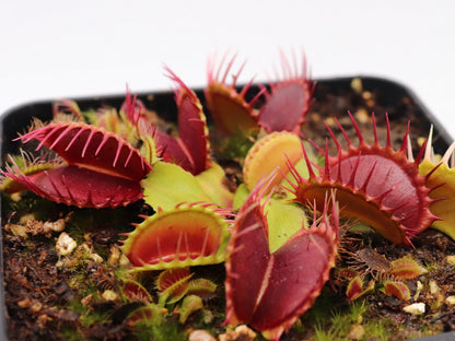 Dionaea muscipula "Pet teeth"