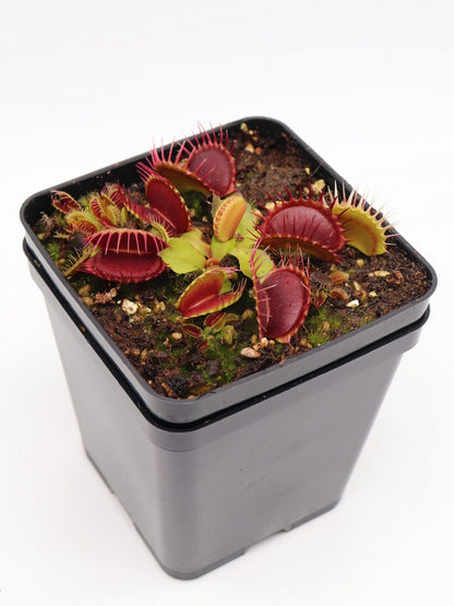 Dionaea muscipula "Pet teeth"