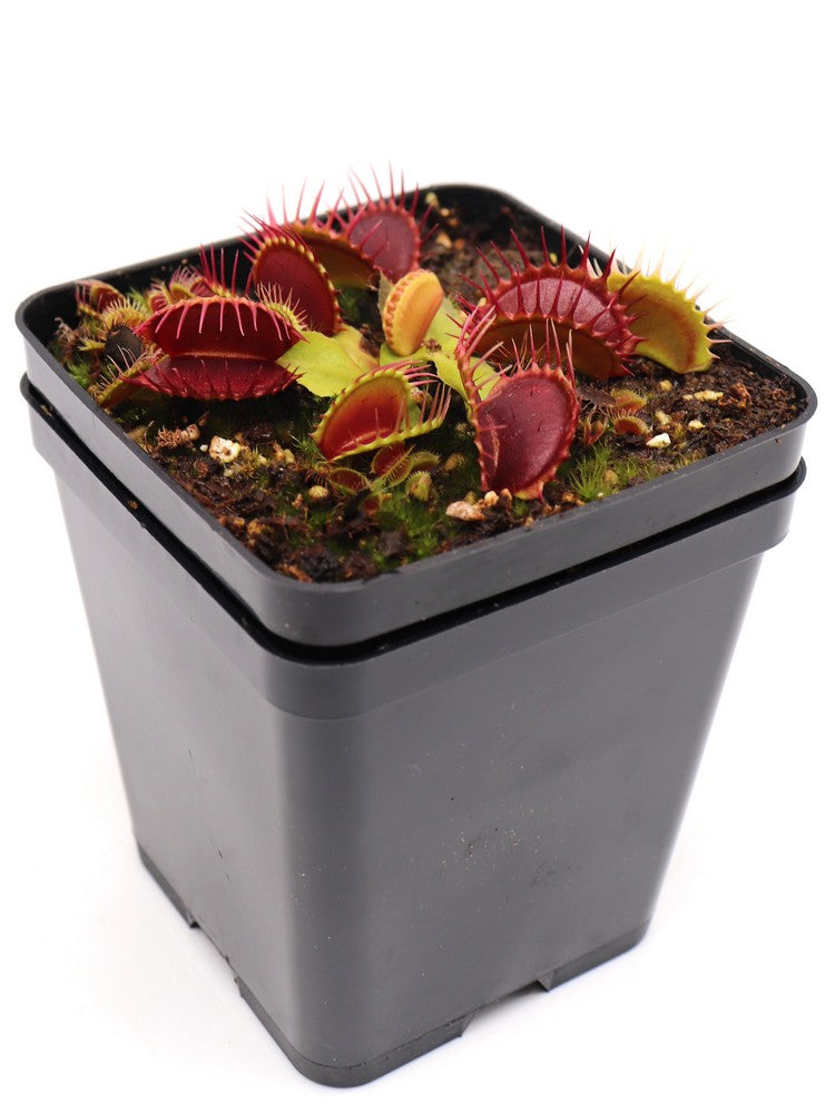 Dionaea muscipula "Pet teeth"