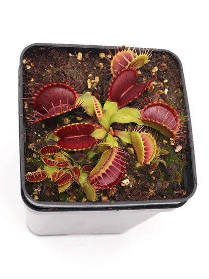 Dionaea muscipula "Pet teeth"