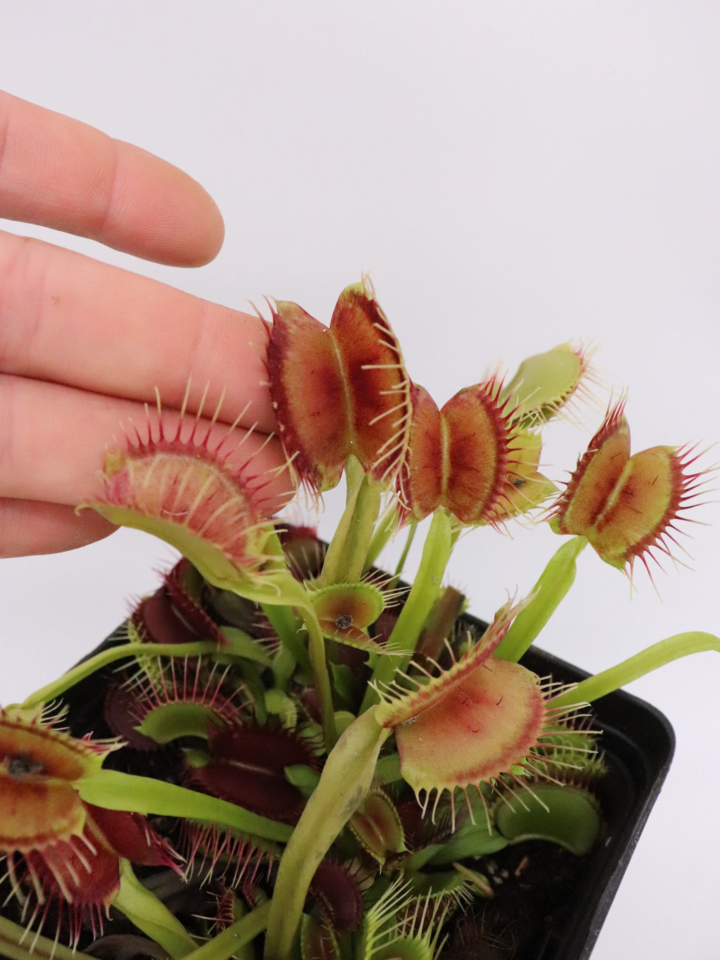 Dionaea muscipula  Phalanx