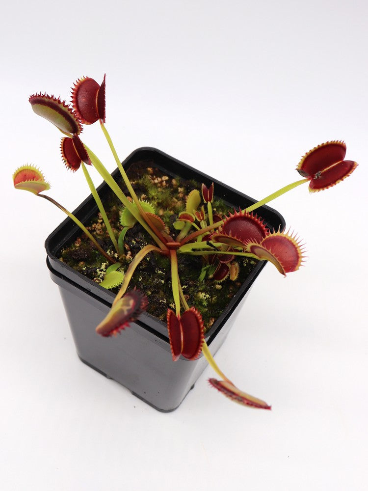 Dionaea muscipula "Polish dracula"