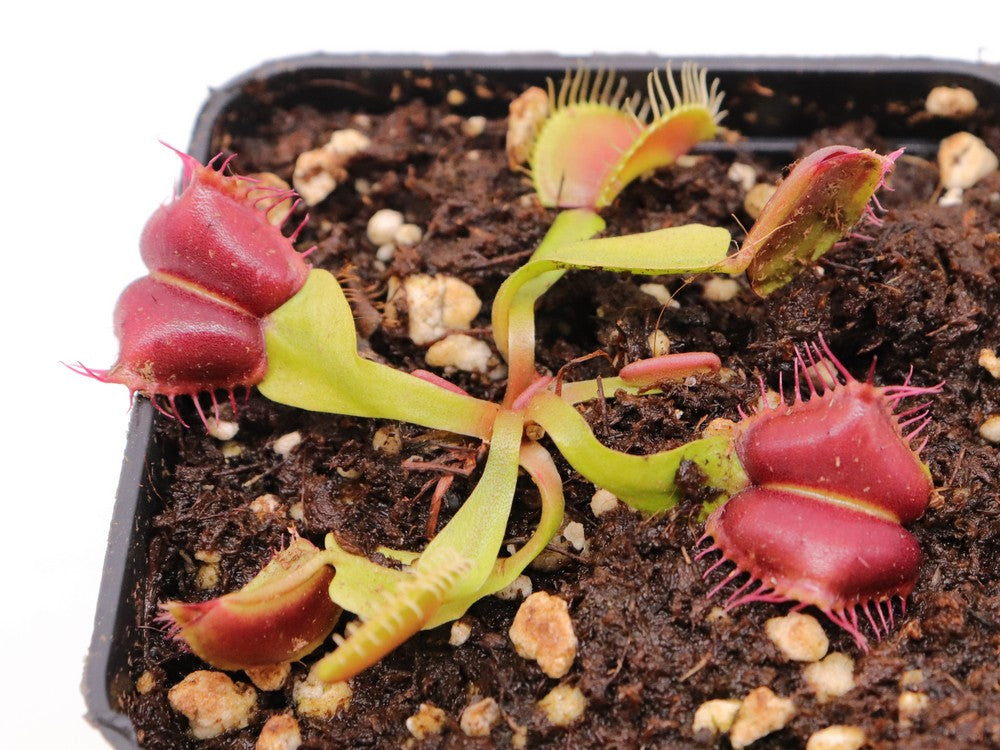 Dionaea muscipula "Red blade angel wings"