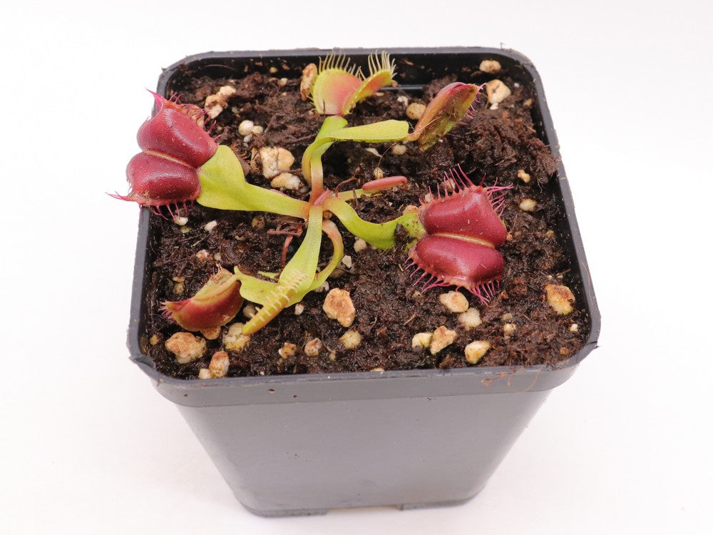 Dionaea muscipula "Red blade angel wings"