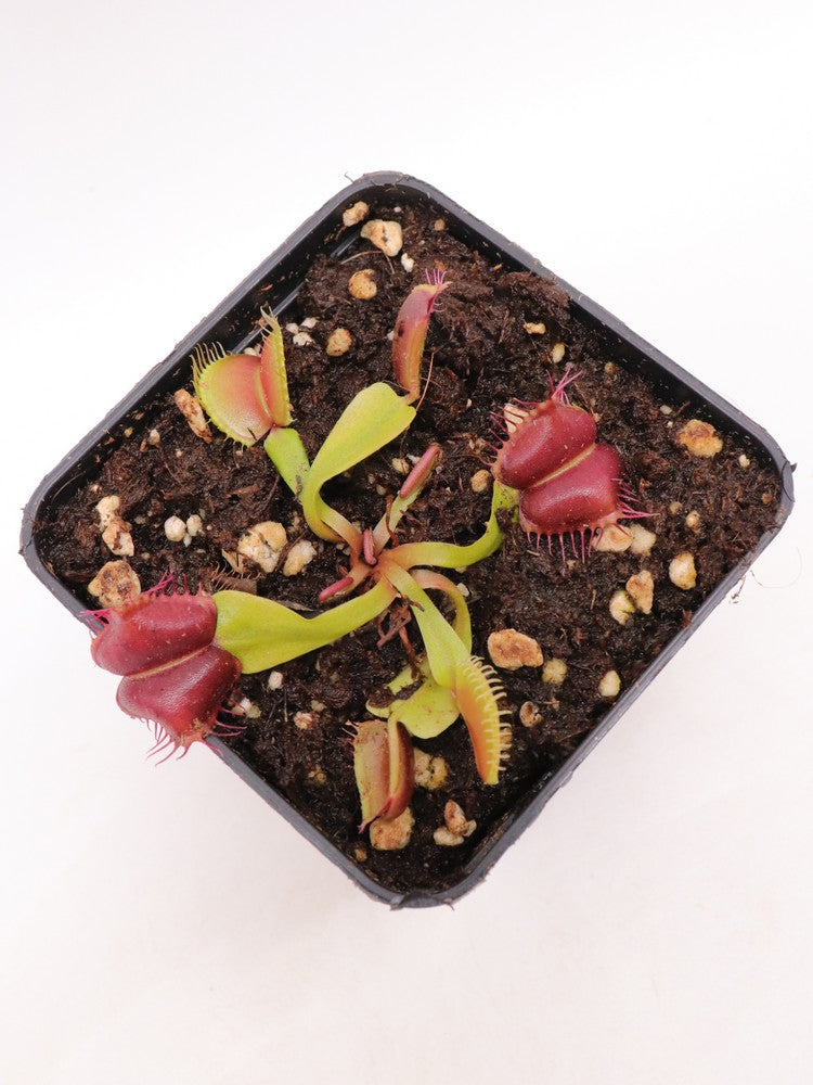 Dionaea muscipula "Red blade angel wings"