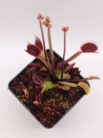 Dionaea muscipula "Ruby Red"