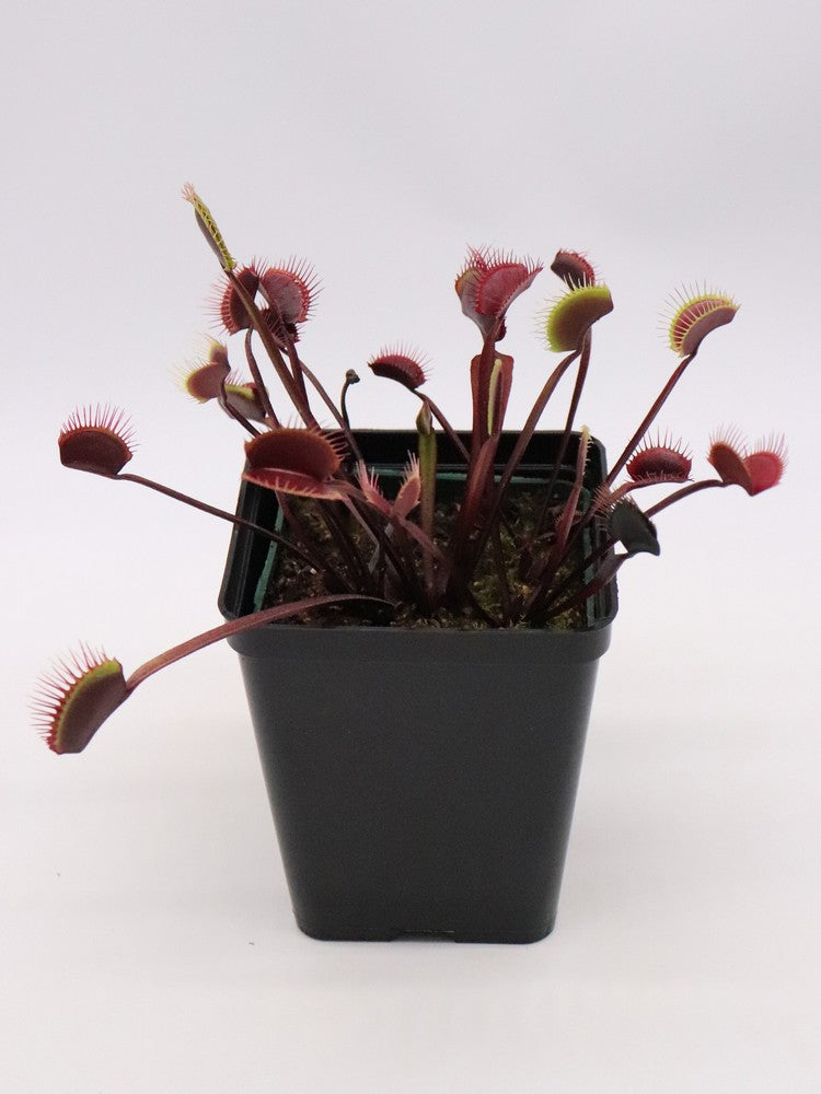 Dionaea muscipula "Ruby Red"