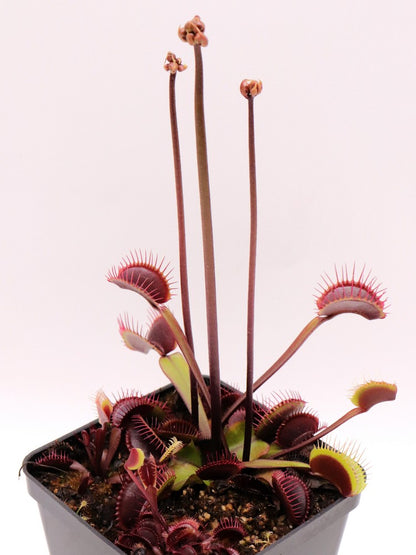 Dionaea muscipula "Ruby Red"