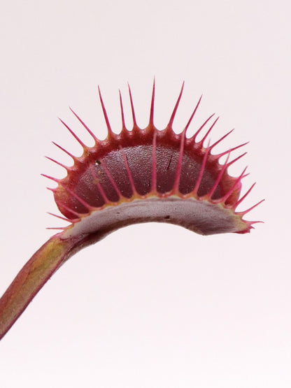 Dionaea muscipula "Ruby Red"