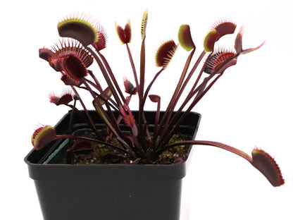 Dionaea muscipula "Ruby Red"