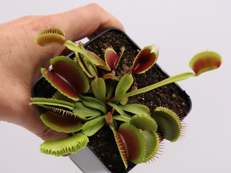 Dionaea muscipula "Sandokan"